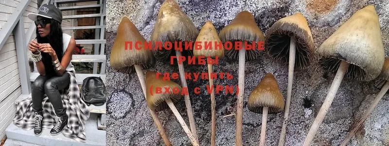 omg рабочий сайт  Прокопьевск  Псилоцибиновые грибы Cubensis 